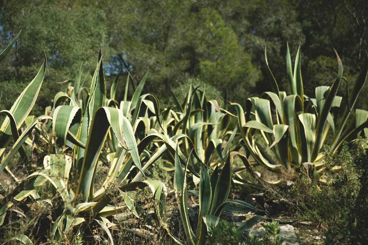 Masia Bartomeu Rural House Between Vineyards 2Km From The Beach إل فيندريل المظهر الخارجي الصورة