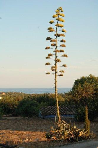 Masia Bartomeu Rural House Between Vineyards 2Km From The Beach إل فيندريل المظهر الخارجي الصورة